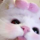 兔兔