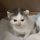 小s
