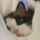 俊威