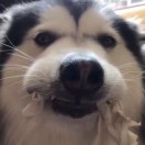大狗