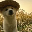 油菜花