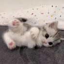 小吻