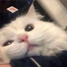 小卫
