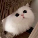 欧尼