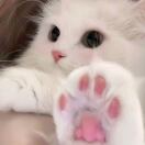 特猫头